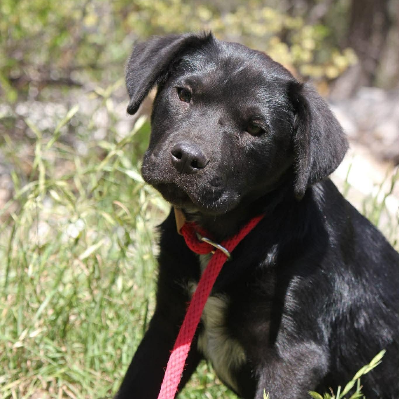 Finn, adopted, Puppy Male Black Labrador Retriever.
