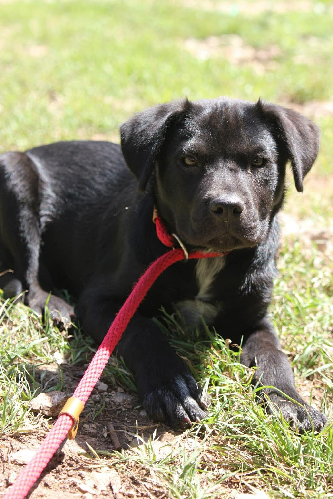 Enlarge Finn, an adopted Black Labrador Retriever in Austin, TX image 5/6