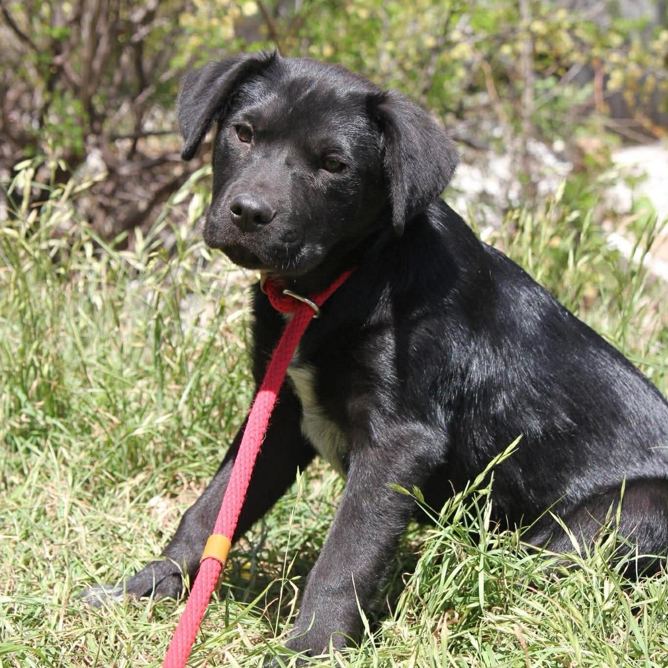 Enlarge Finn, an adopted Black Labrador Retriever in Austin, TX image 2/6