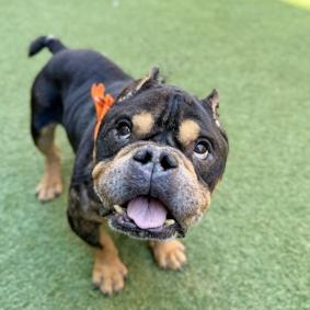 Enlarge Benji C, a Adoptable mixed breed in Medford, NY image 3/3
