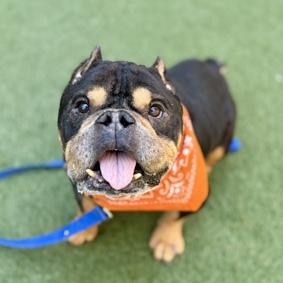 Enlarge Benji C, a Adoptable mixed breed in Medford, NY image 1/3
