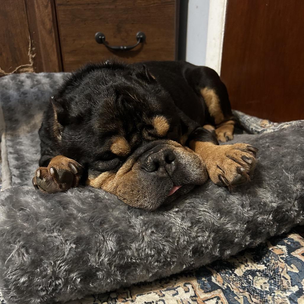 Enlarge Benji C, a Adoptable mixed breed in Medford, NY image 2/3
