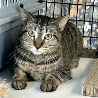 LOBSTER, ADOPTABLE, Young Male Domestic Short Hair.