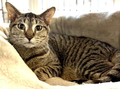 Enlarge LOBSTER, a ADOPTABLE mixed breed in Fernandina Beach, FL image 3/3