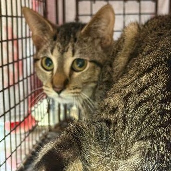 Enlarge LOBSTER, a ADOPTABLE mixed breed in Fernandina Beach, FL image 2/3