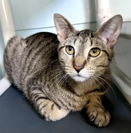 LOBSTER, ADOPTABLE, Young Male Domestic Short Hair.