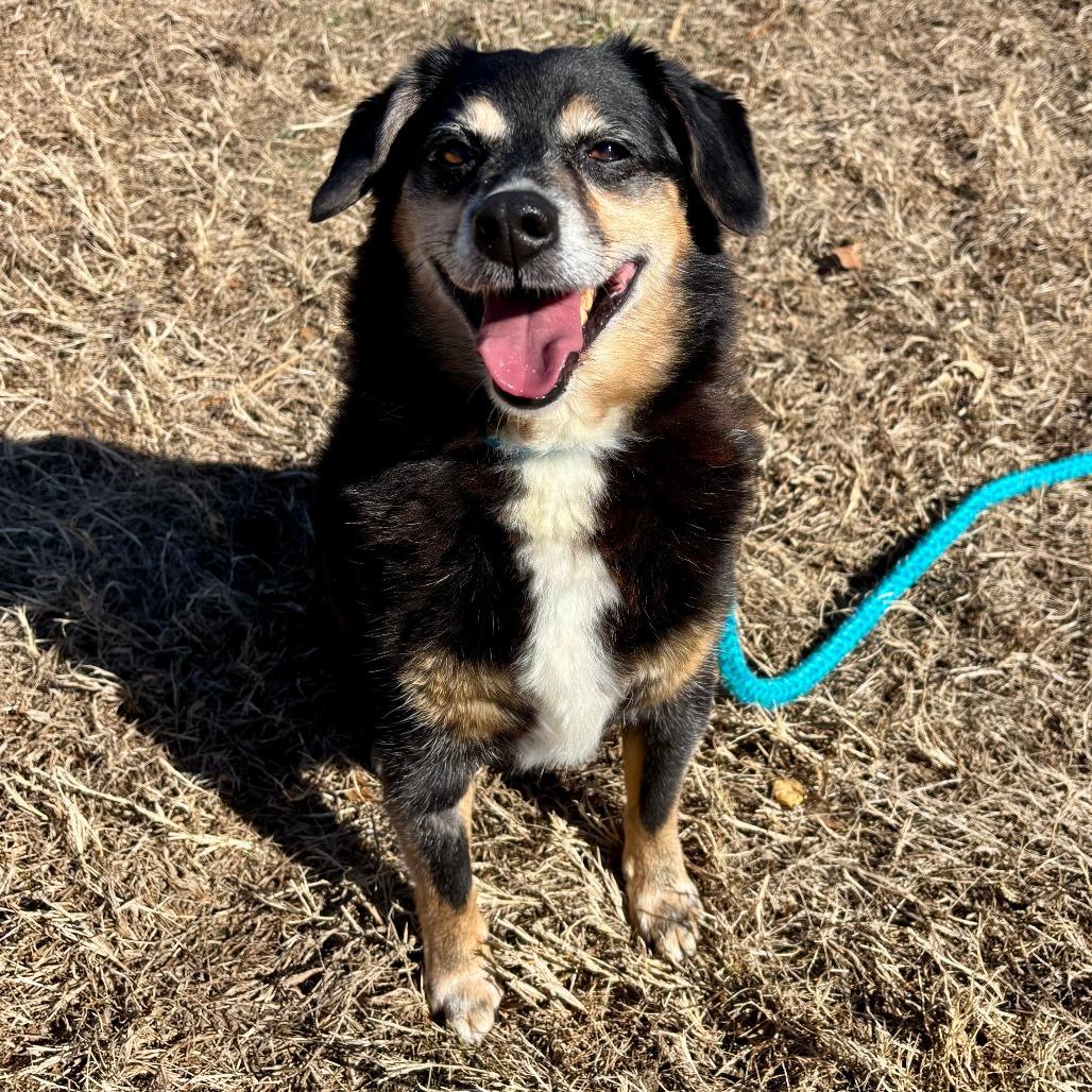 Enlarge Dexter King, a Adoptable mixed breed in Chesapeake, VA image 1/3