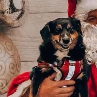 Enlarge Dexter King, a Adoptable mixed breed in Chesapeake, VA image 2/3