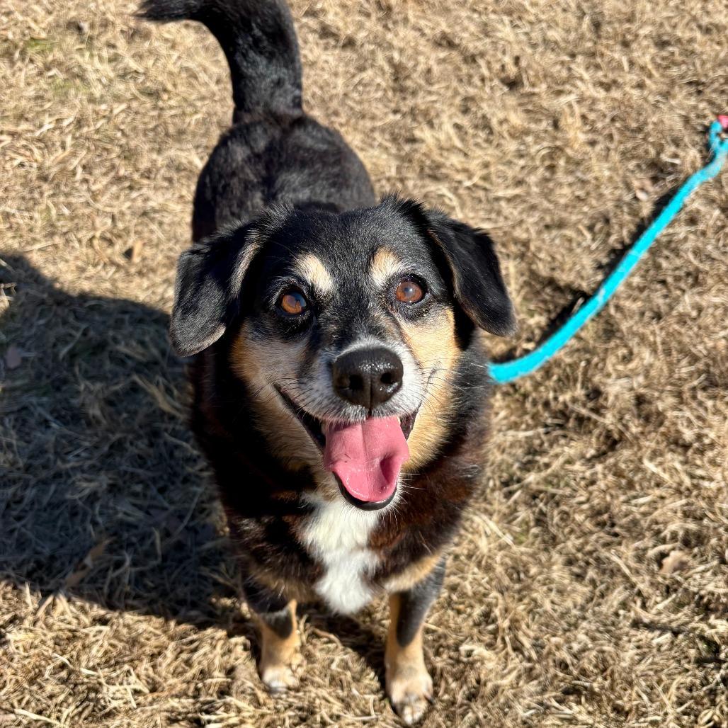 Enlarge Dexter King, a Adoptable mixed breed in Chesapeake, VA image 3/3