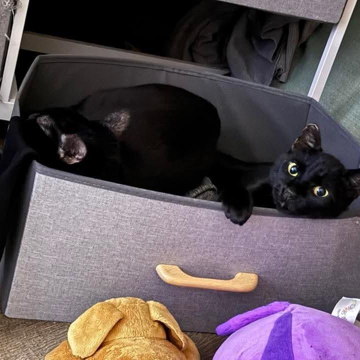 Cecilia, Adoptable, Young Female Domestic Short Hair.