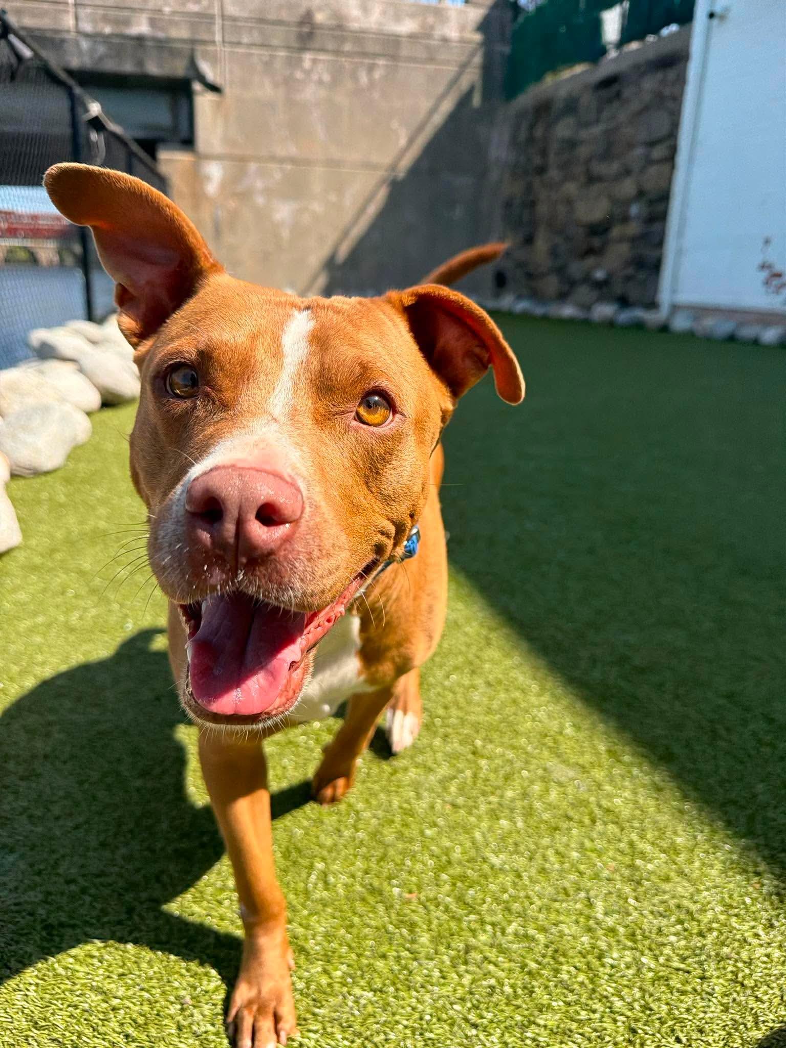 Oscar, a Adoptable mixed breed in Stamford, CT image 2/6