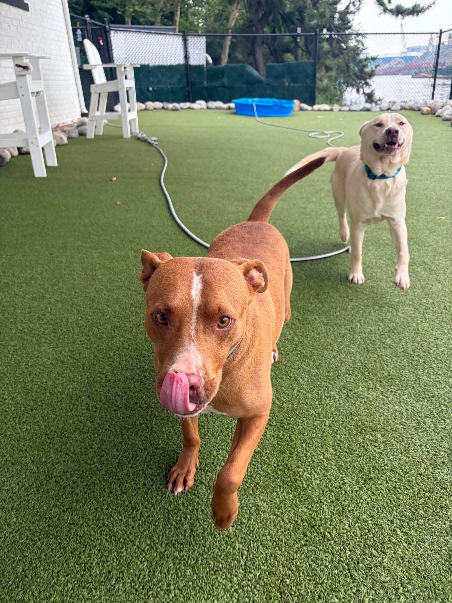 Oscar, a Adoptable mixed breed in Stamford, CT image 4/6