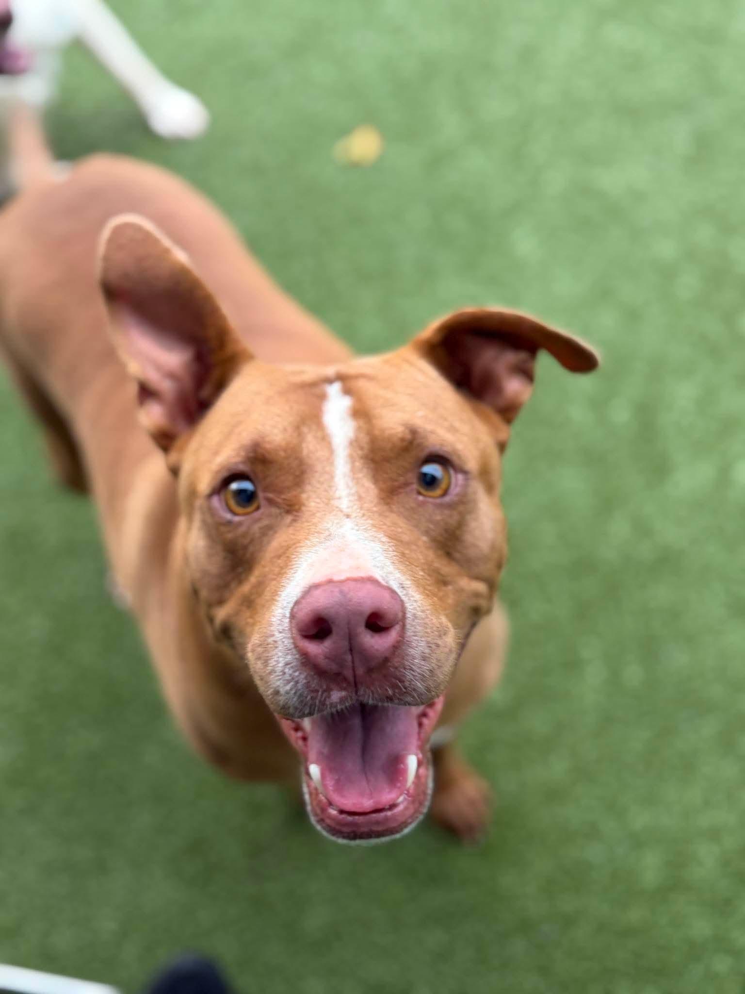 Oscar, Adoptable, Adult Male Mixed Breed.