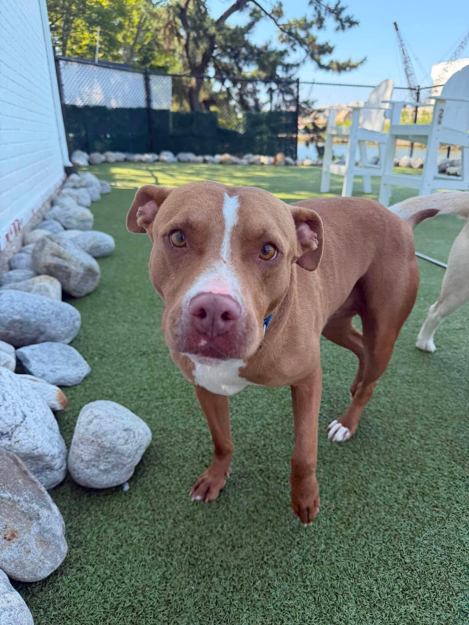 Oscar, a Adoptable mixed breed in Stamford, CT image 5/6
