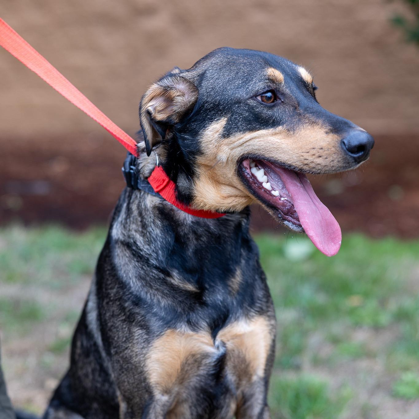 Oden - Local Dec 19-21, a Adoptable mixed breed in Happy Valley , OR image 3/6