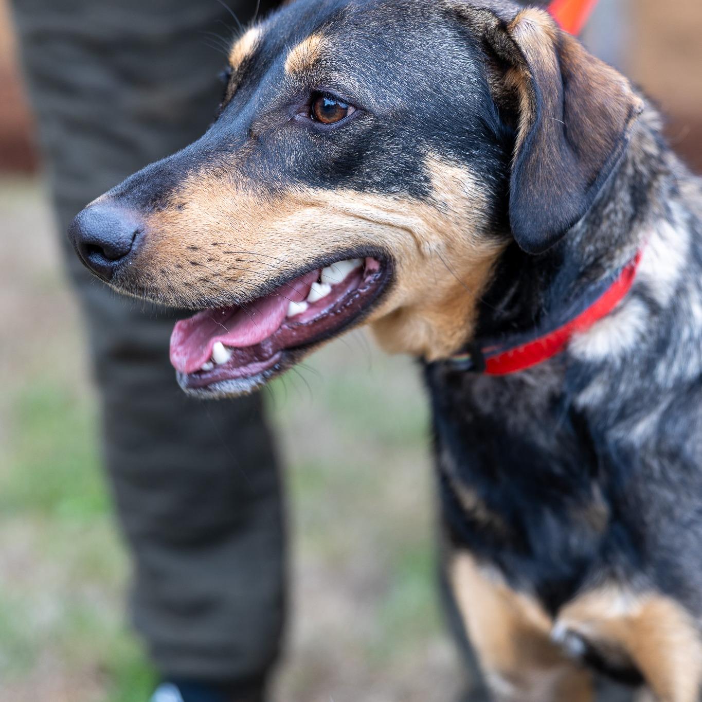 Oden - Local Dec 19-21, a Adoptable mixed breed in Happy Valley , OR image 6/6