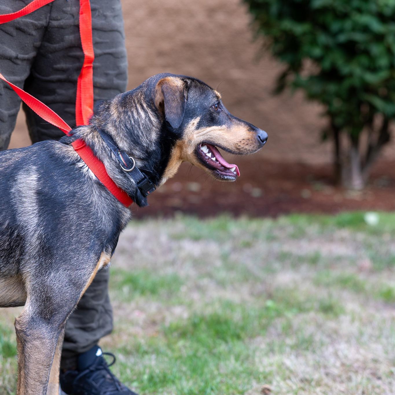 Oden - Local Dec 19-21, a Adoptable mixed breed in Happy Valley , OR image 5/6