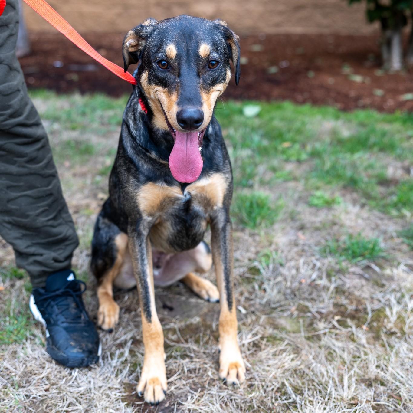 Oden - Local Dec 19-21, a Adoptable mixed breed in Happy Valley , OR image 1/6