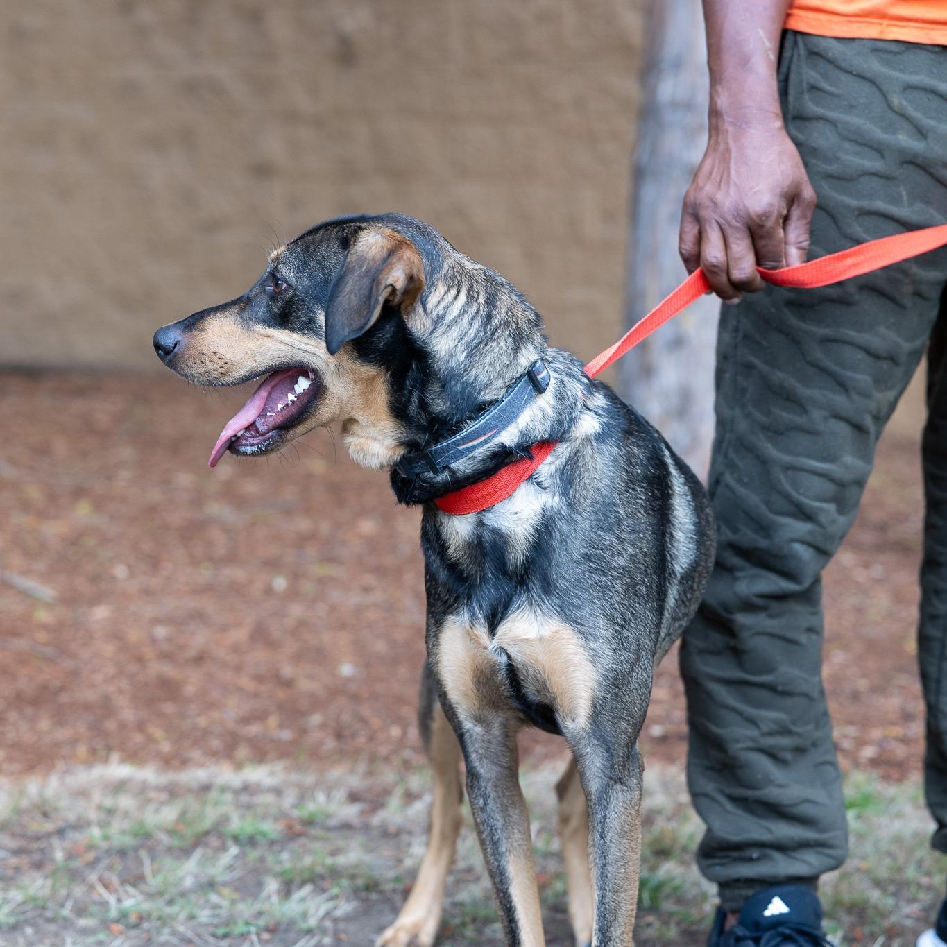 Oden - Local Dec 19-21, a Adoptable mixed breed in Happy Valley , OR image 4/6