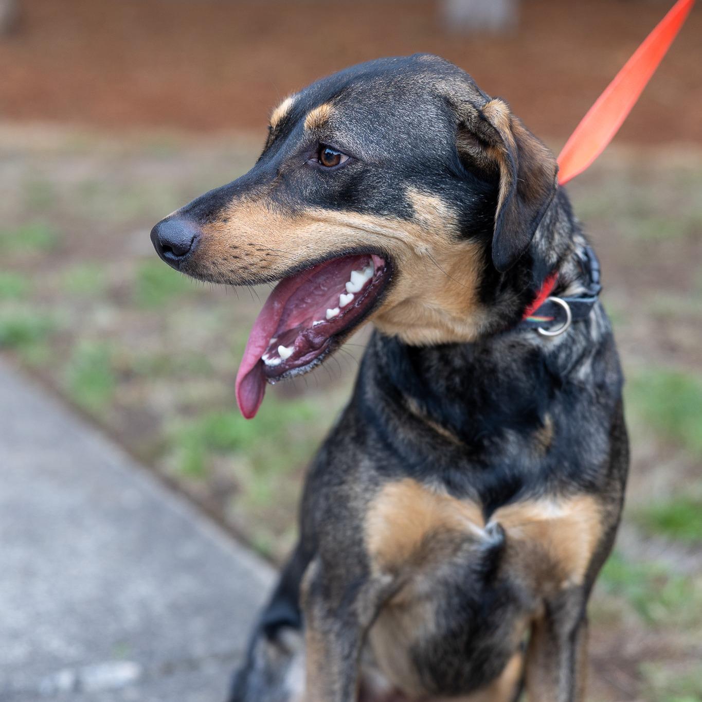 Oden - Local Dec 19-21, a Adoptable mixed breed in Happy Valley , OR image 2/6