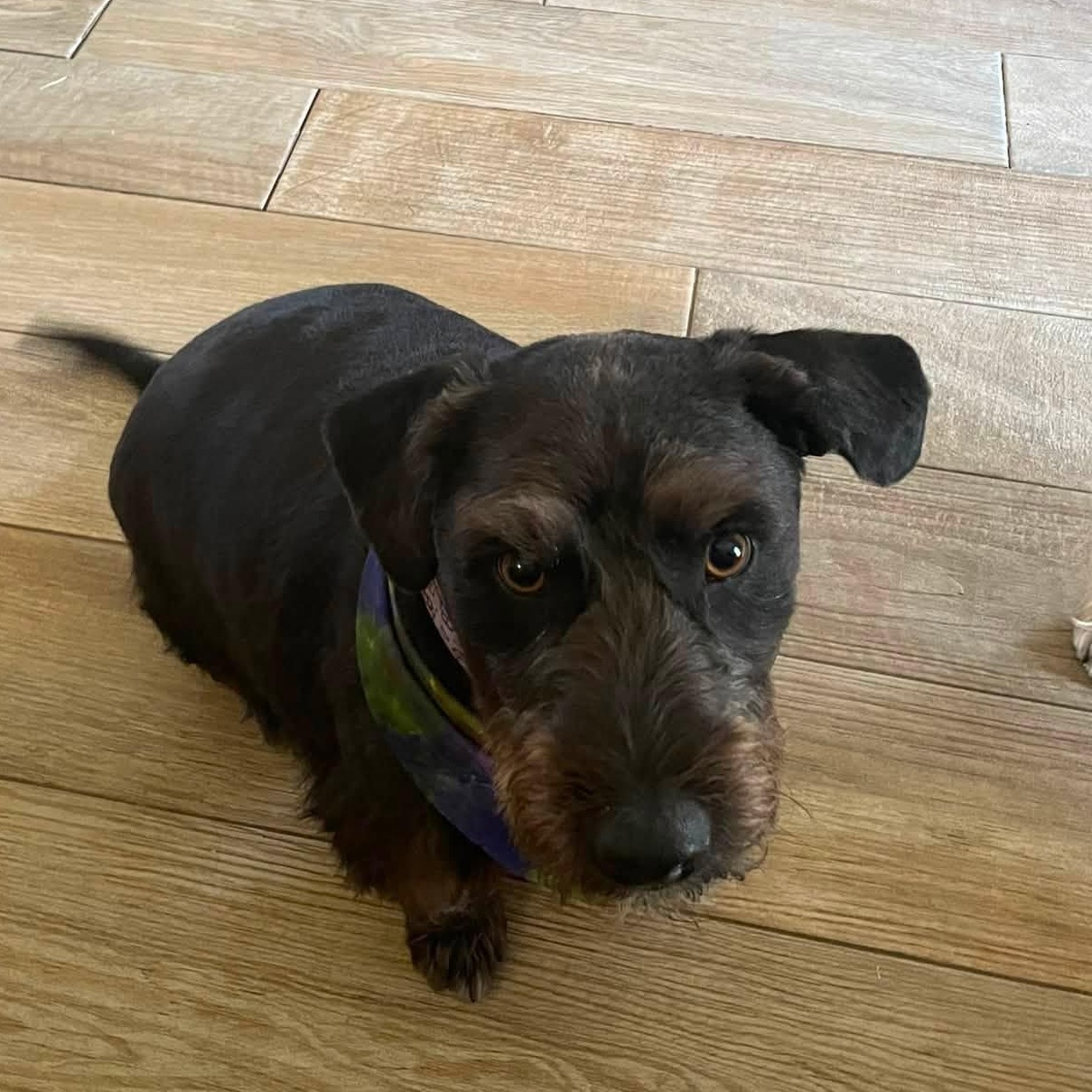 Bucky, ADOPTABLE, Young Male Scottish Terrier.