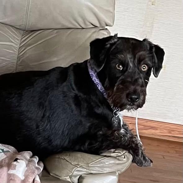 Enlarge Bucky, a ADOPTABLE Scottish Terrier in Dallas, TX image 2/3
