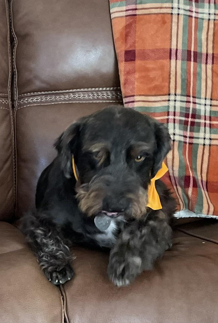 Bucky, Adoptable, Young Male Scottish Terrier & Schnauzer.