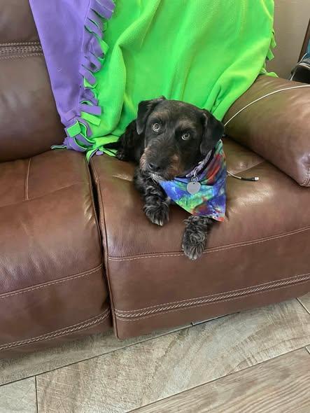 Enlarge Bucky, a ADOPTABLE Scottish Terrier in Dallas, TX image 3/3