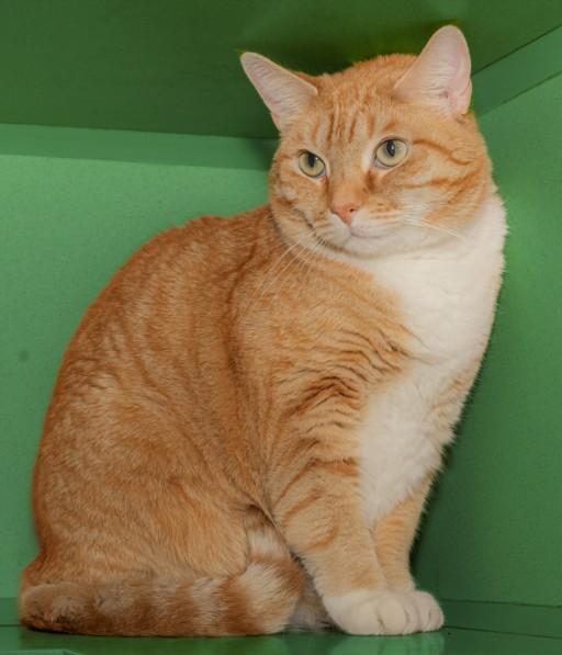 Enlarge THUMBELINA, a Adoptable mixed breed in Cookeville, TN image 1/1