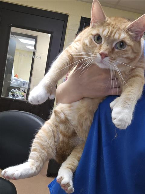 Enlarge THUMBELINA, a Adoptable mixed breed in Cookeville, TN image 1/1