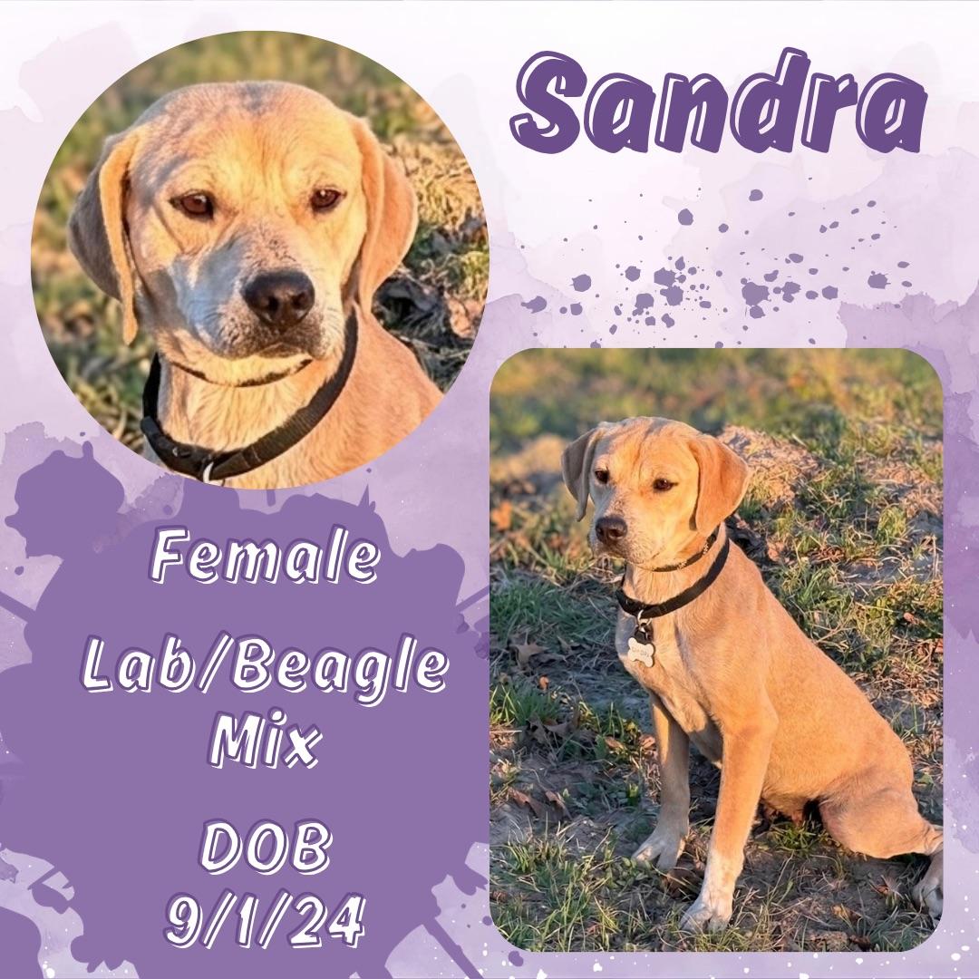 Sandra, adopted, Young Female Beagle & Labrador Retriever.