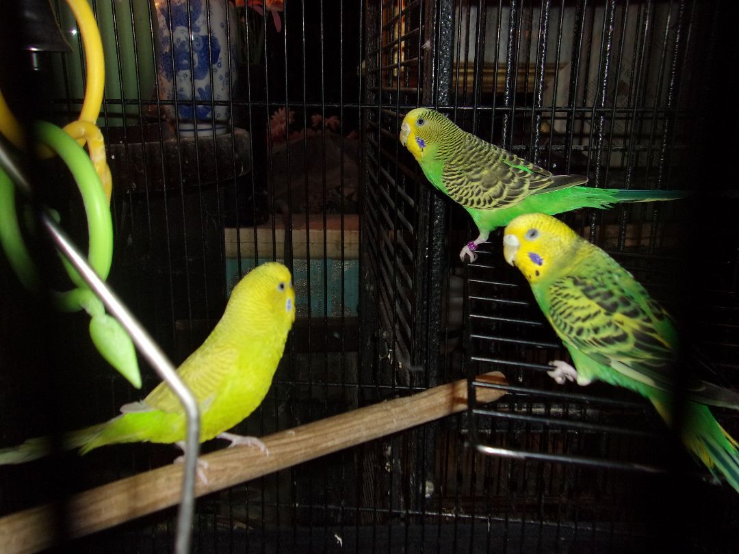 Budgies - details are here, a Adoptable Parakeet (Other) in Brecksville, OH image 2/3