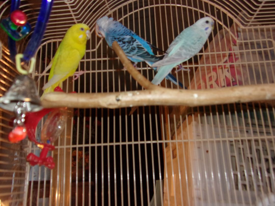 Budgies - details are here, a Adoptable Parakeet (Other) in Brecksville, OH image 1/3