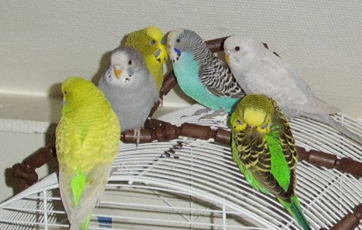Budgies - details are here photo 3