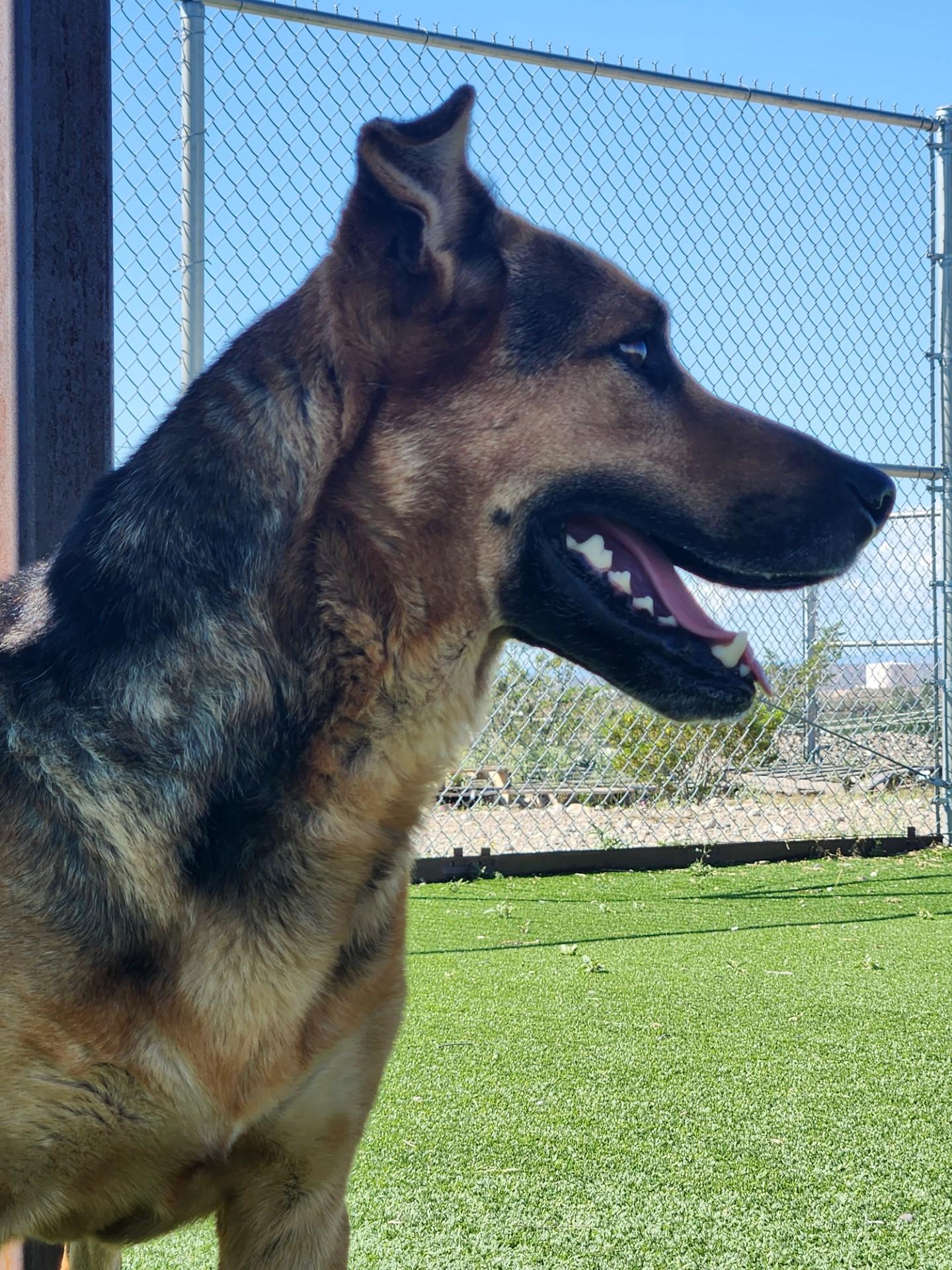 Enlarge Hitchcock, a Adoptable mixed breed in Truth or Consequences , NM image 2/6