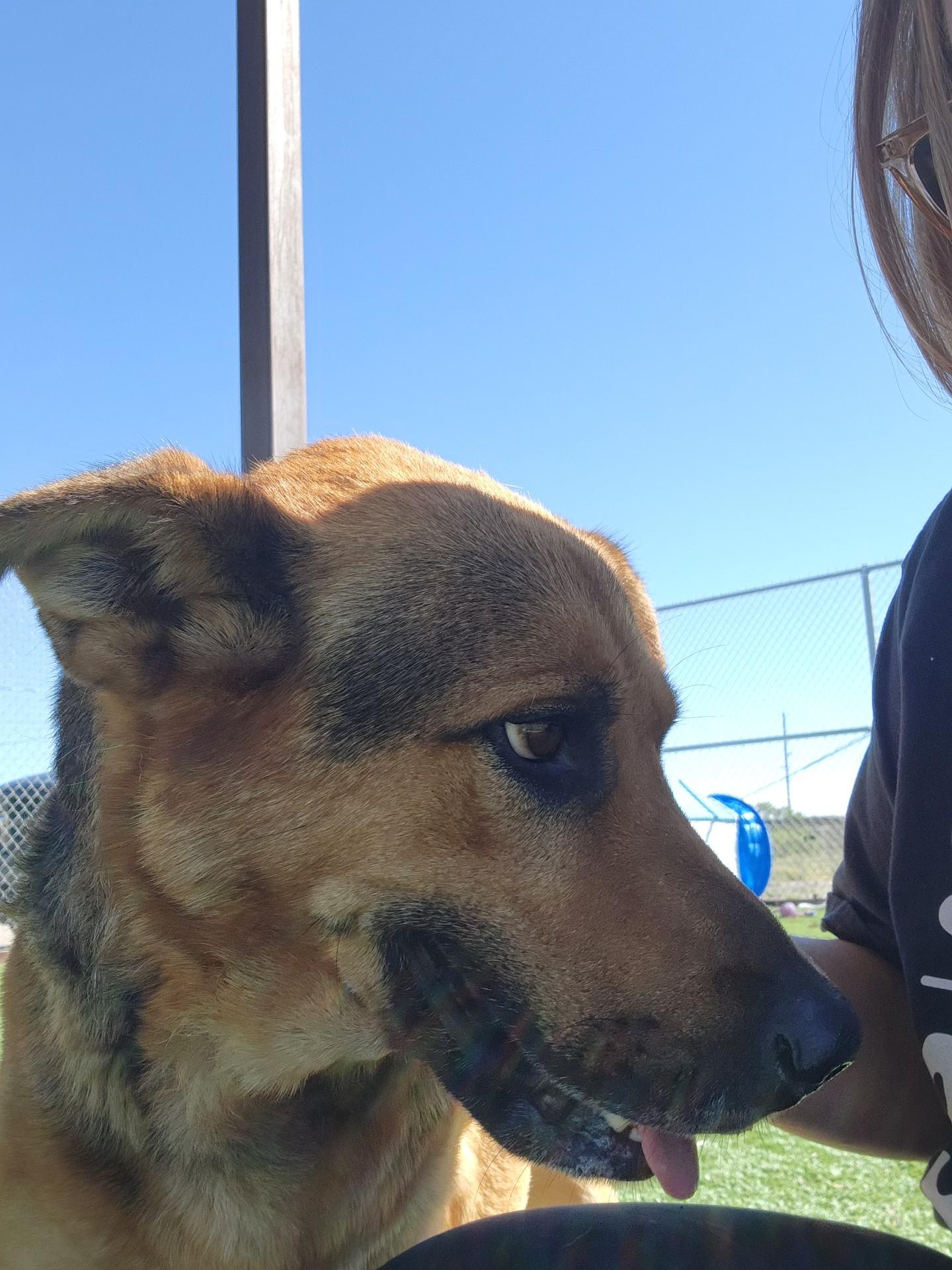 Enlarge Hitchcock, a Adoptable mixed breed in Truth or Consequences , NM image 3/6