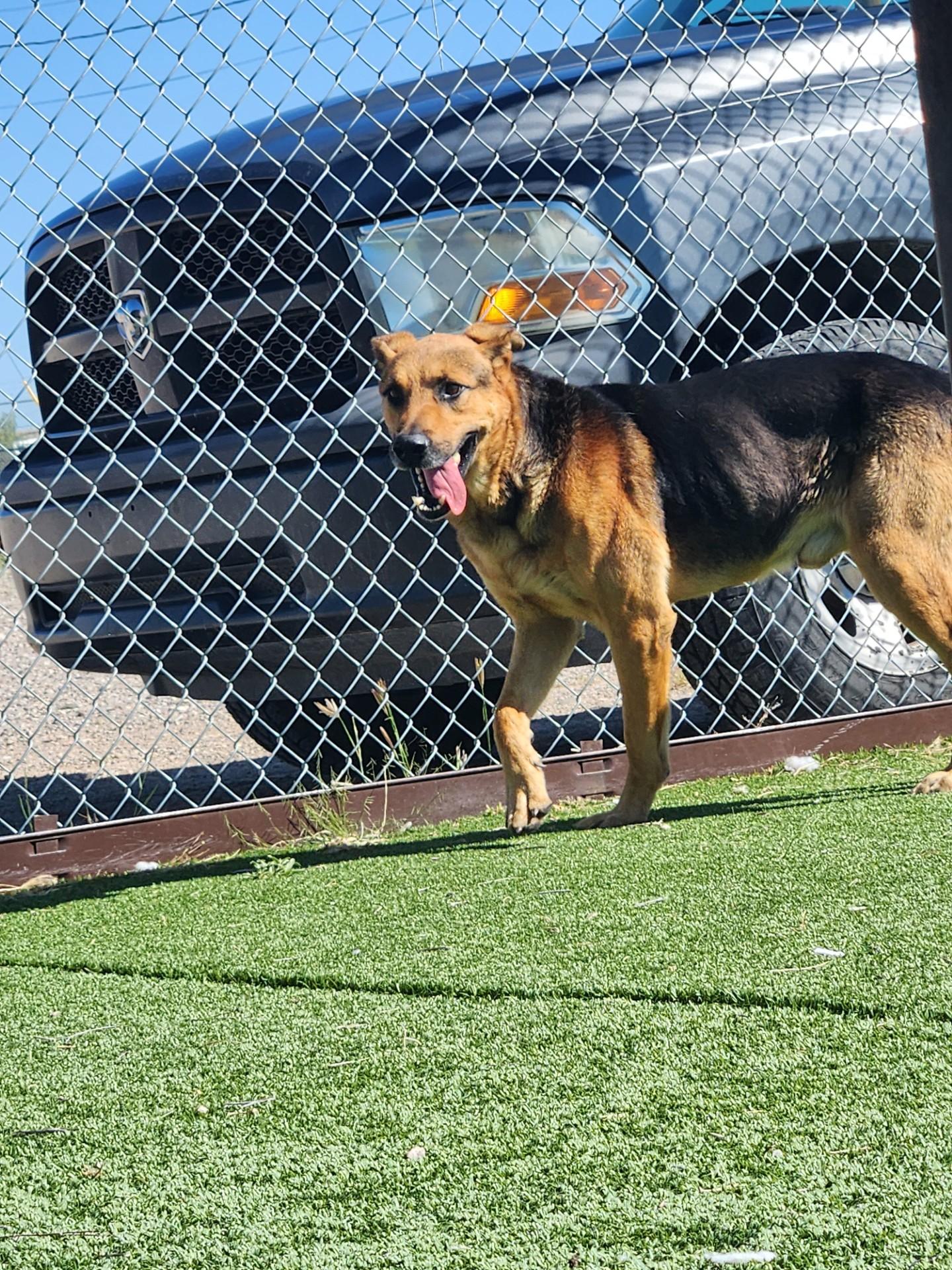 Enlarge Hitchcock, a Adoptable mixed breed in Truth or Consequences , NM image 4/6