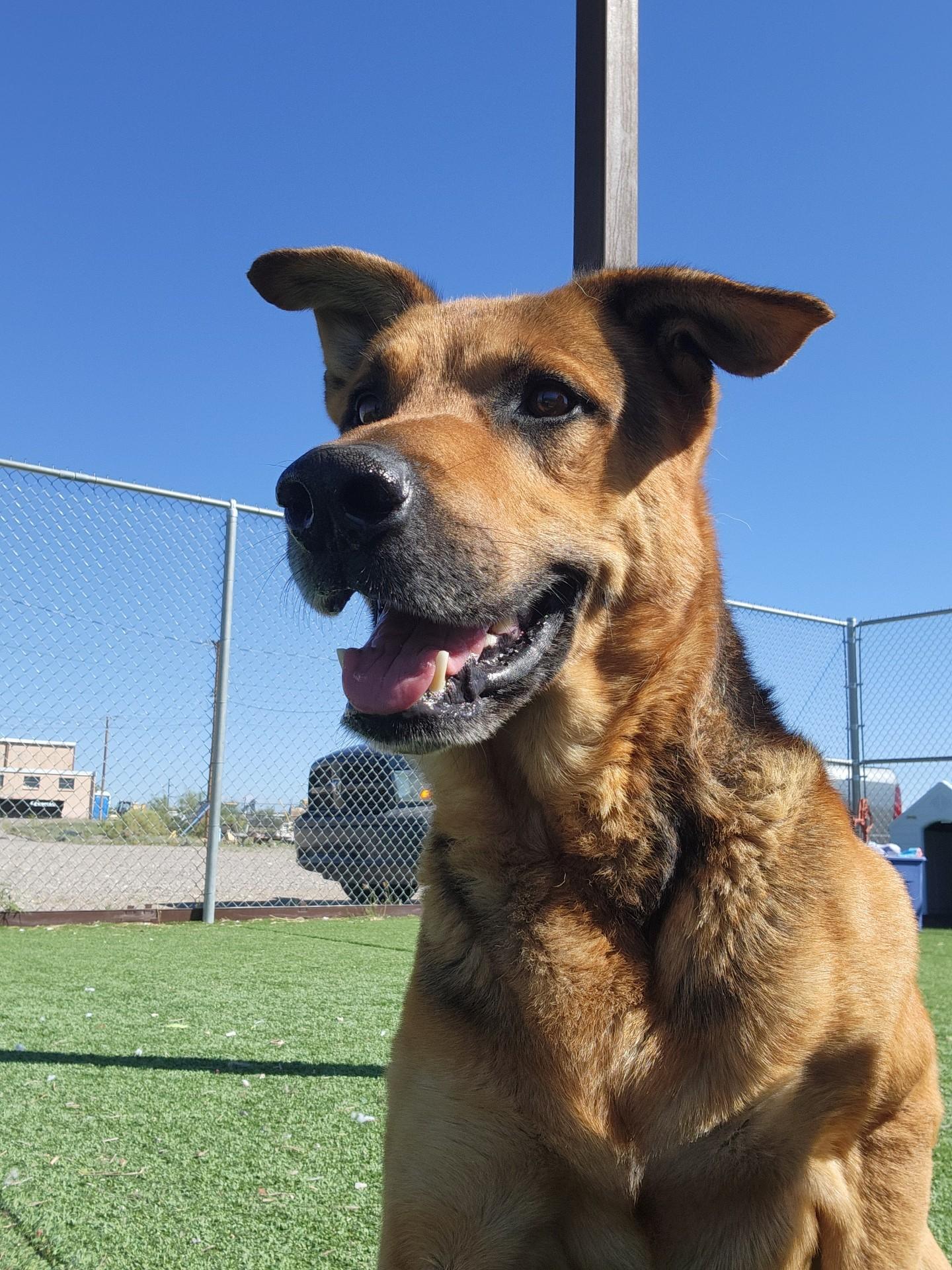 Enlarge Hitchcock, a Adoptable mixed breed in Truth or Consequences , NM image 5/6