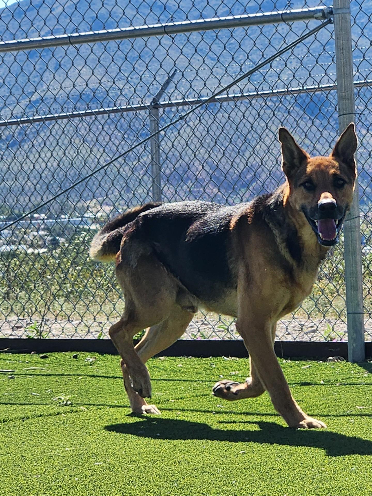 Enlarge Hitchcock, a Adoptable mixed breed in Truth or Consequences , NM image 6/6