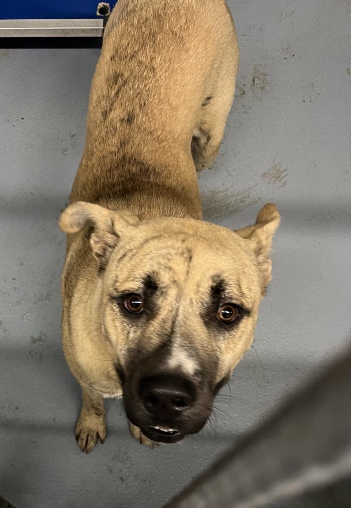 Phil, Adoptable, Young Male Mixed Breed.