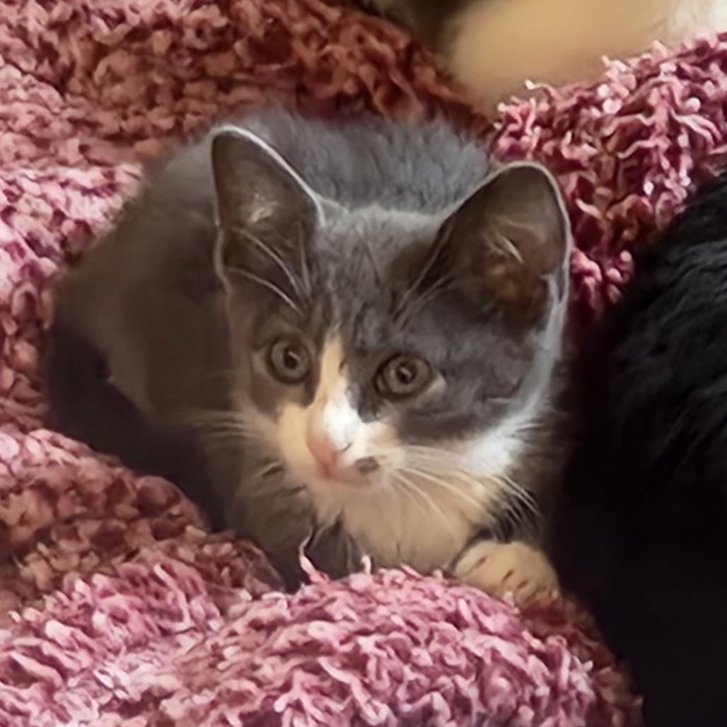 Spot, Adoptable, Kitten Male Domestic Short Hair.