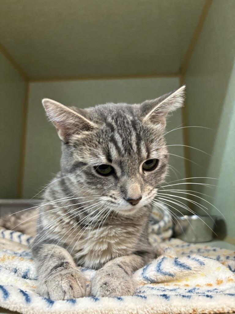 Vegas, an adoptable Domestic Short Hair in wetaskiwin, AB, t9a 2j4 | Photo Image 1
