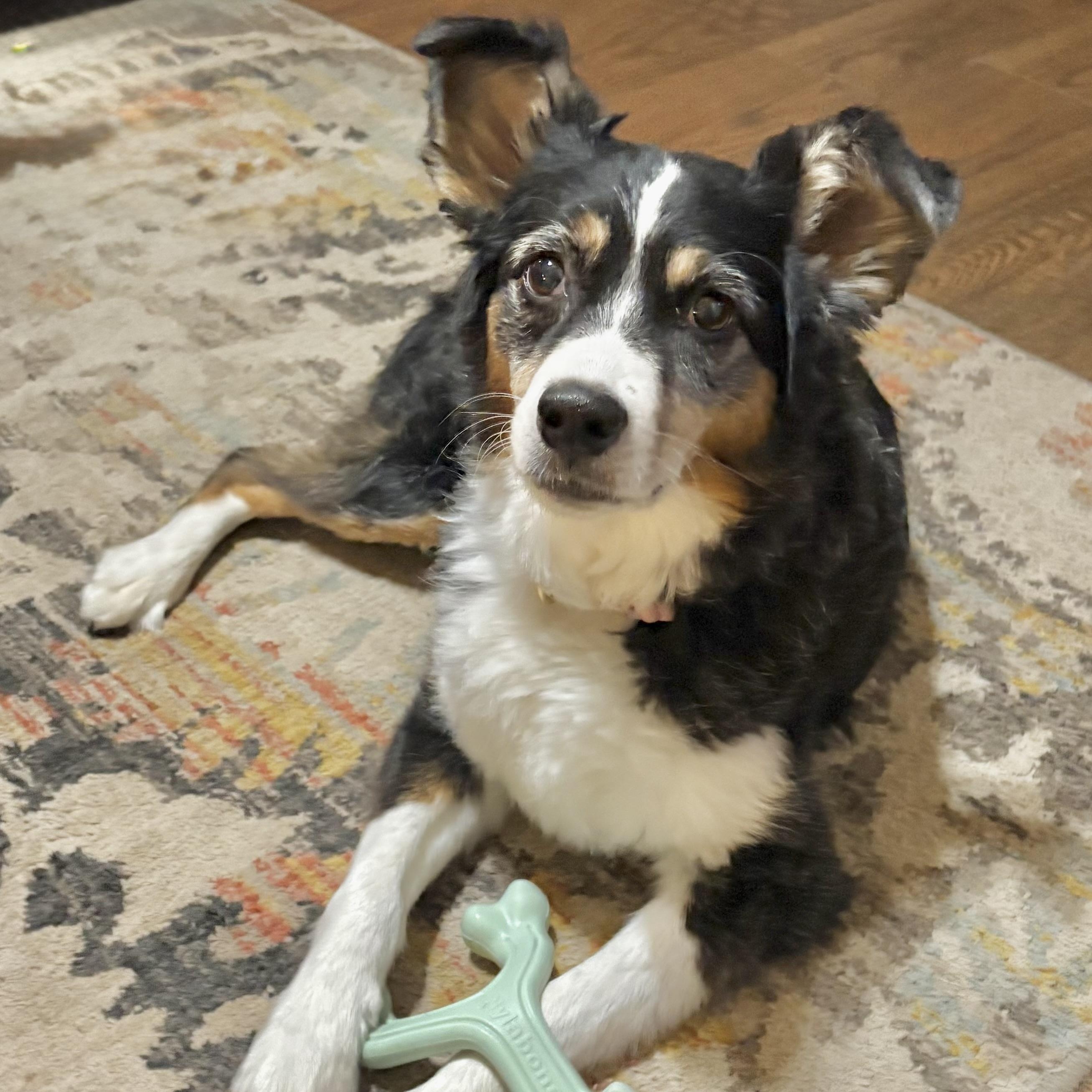 Enlarge Ellie, a Adoptable Australian Shepherd in Newport, WA image 2/5