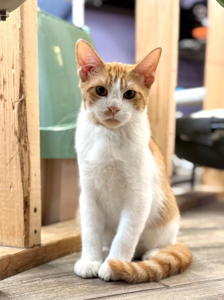 Enlarge Walnut, a Adopted mixed breed in Peru, NY image 1/1