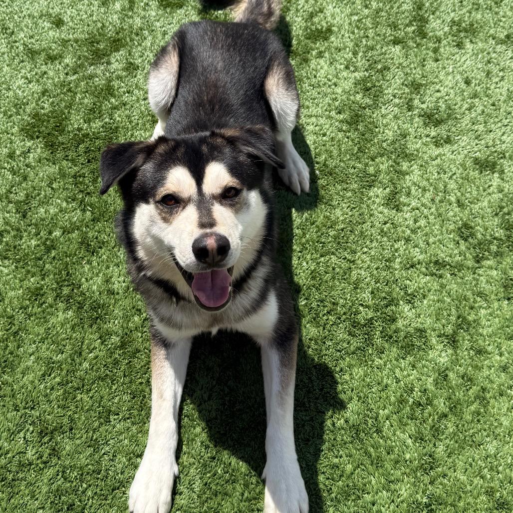 Hendrix, Adoptable, Adult Male Mixed Breed.