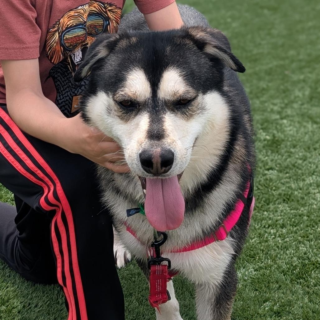 Hendrix, a Adoptable Mixed Breed in Naperville, IL image 2/4