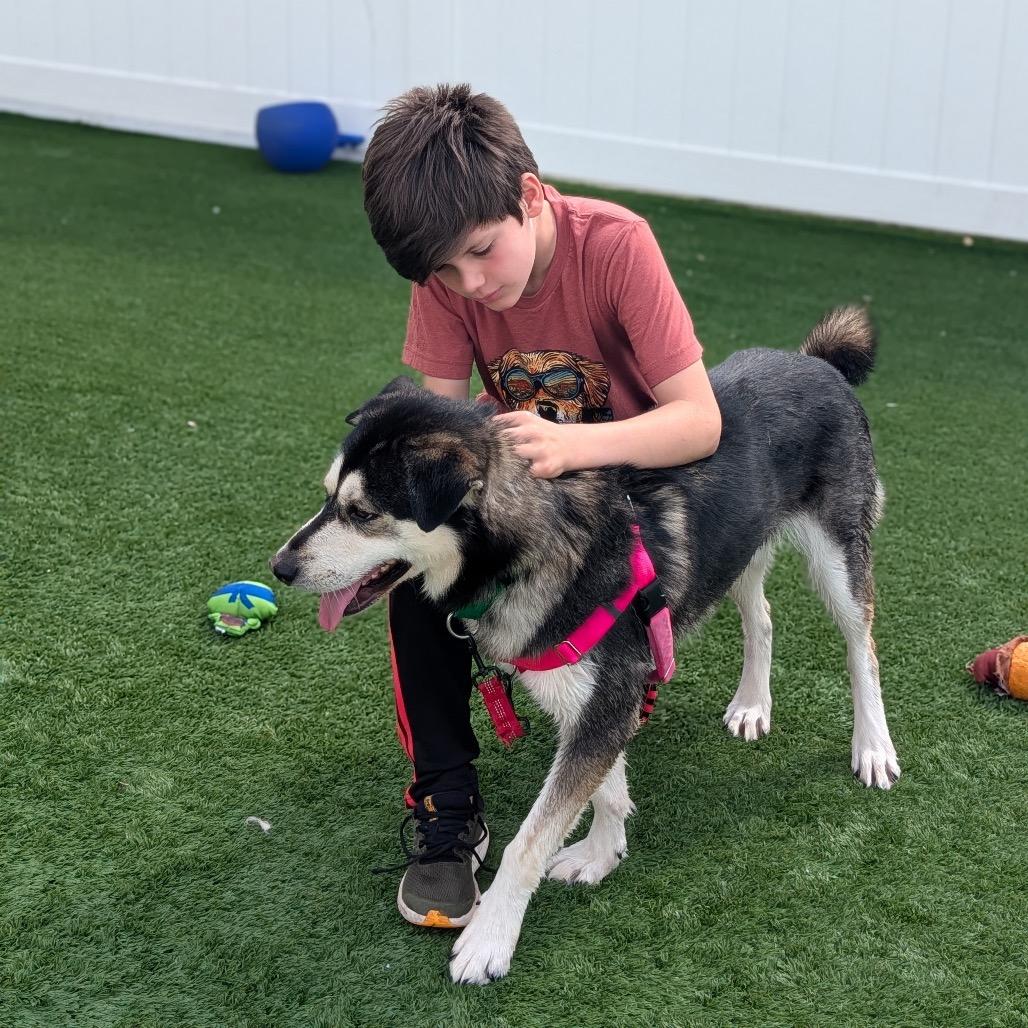 Hendrix, a Adoptable Mixed Breed in Naperville, IL image 3/4