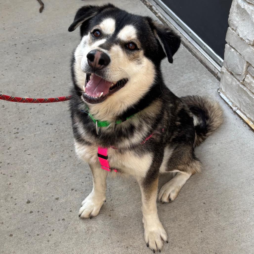 Hendrix, a Adoptable Mixed Breed in Naperville, IL image 4/4