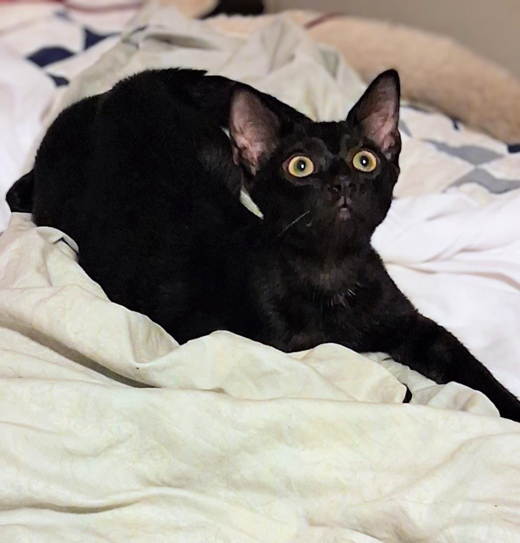 Cecil & Ernest, ADOPTABLE, Young Male Bombay.