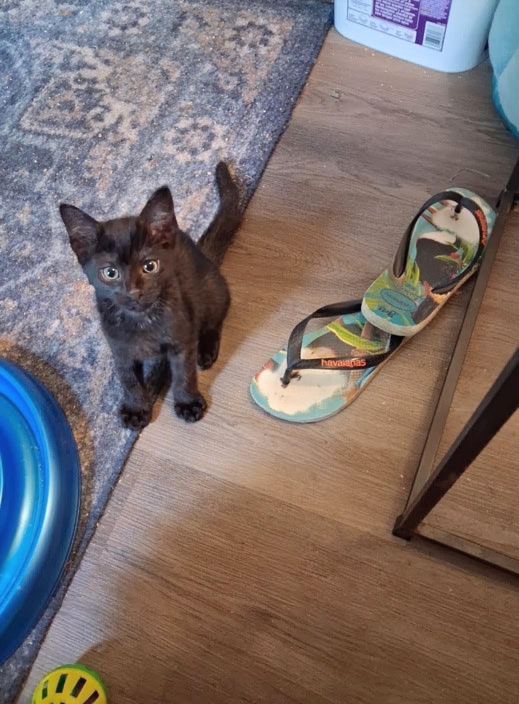 Enlarge Cecil & Ernest, a ADOPTABLE Bombay in Knoxville, TN image 2/4